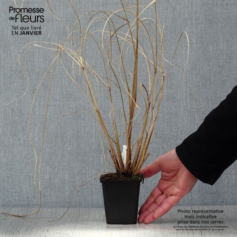 Pennisetum alopecuroïdes 'Red Head' 8/9 cm pot sample as delivered in winter