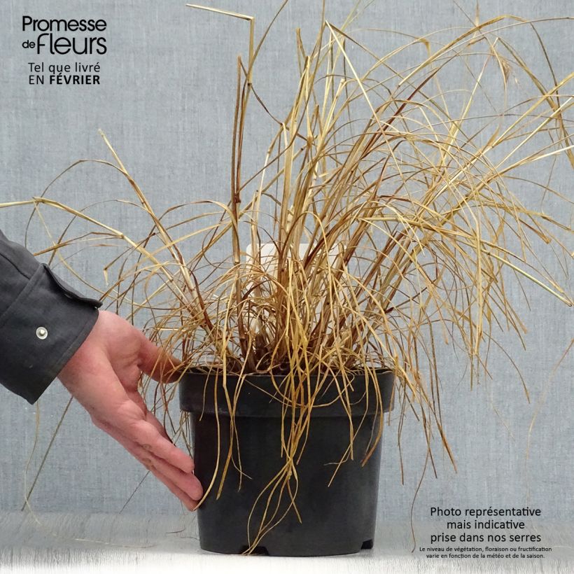 Pennisetum alopecuroides f. viridescens - Chinese Fountain Grass 2L/3L pot sample as delivered in winter