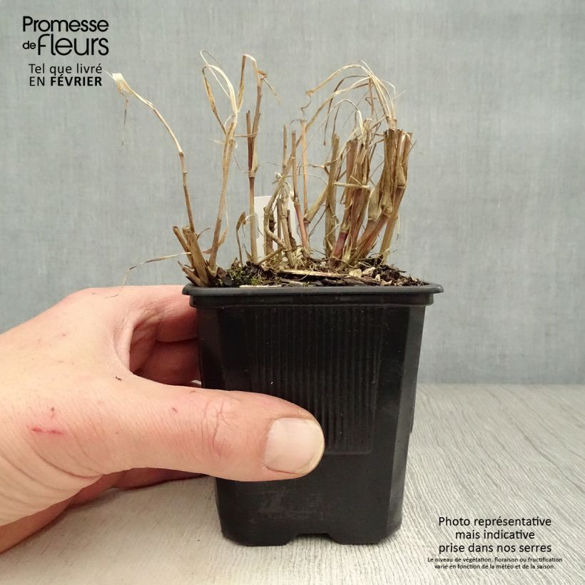 Pennisetum incomptum 8/9 cm pot sample as delivered in winter
