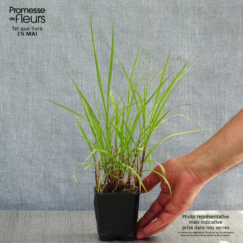 Pennisetum incomptum 8/9 cm pot sample as delivered in spring