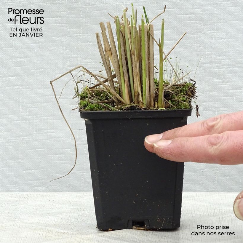 Pennisetum macrourum - African feather Grass 2L/3L pot sample as delivered in winter