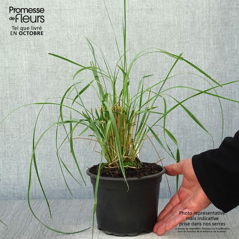 Pennisetum macrourum - African feather Grass 2L/3L pot sample as delivered in autumn