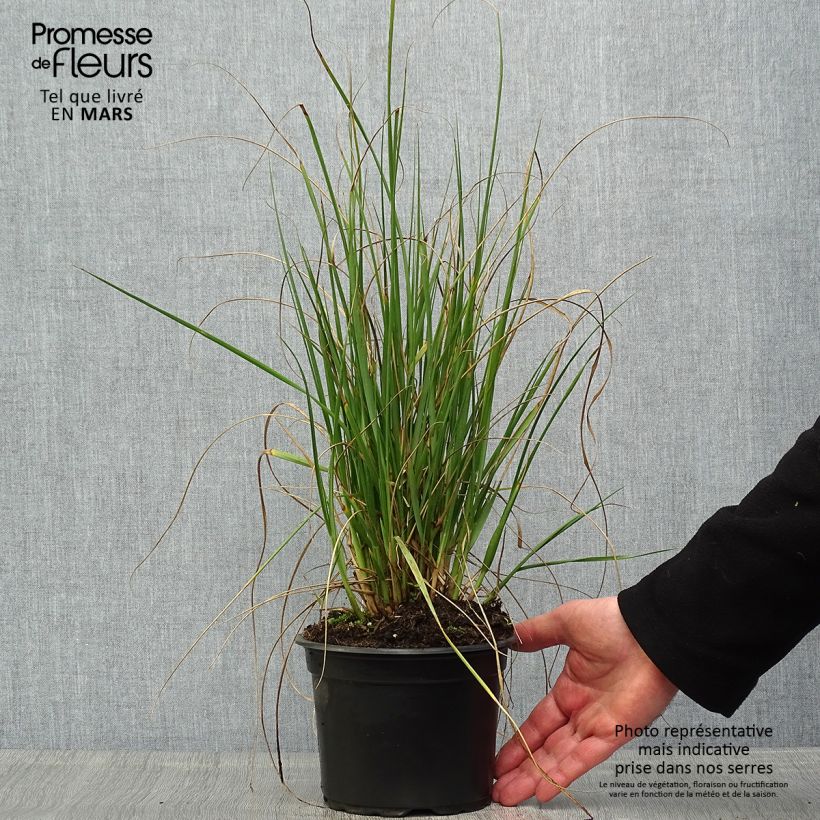 Pennisetum macrourum - African feather Grass 2L/3L pot sample as delivered in spring