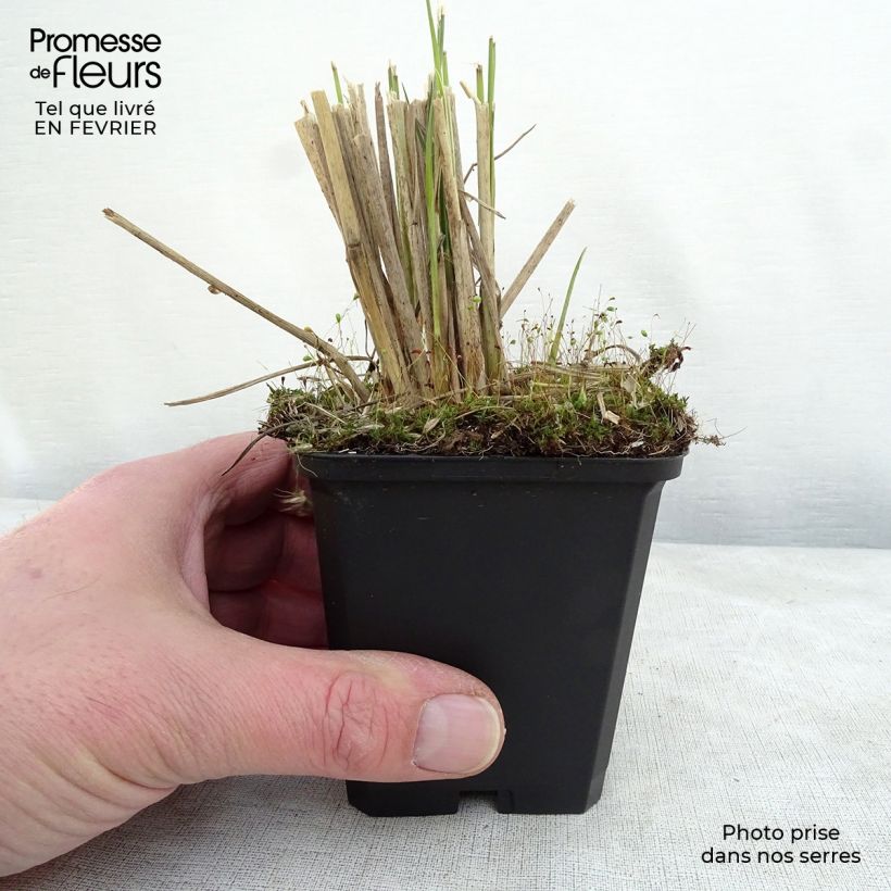 Pennisetum macrourum - African feather Grass 8/9 cm pot sample as delivered in winter