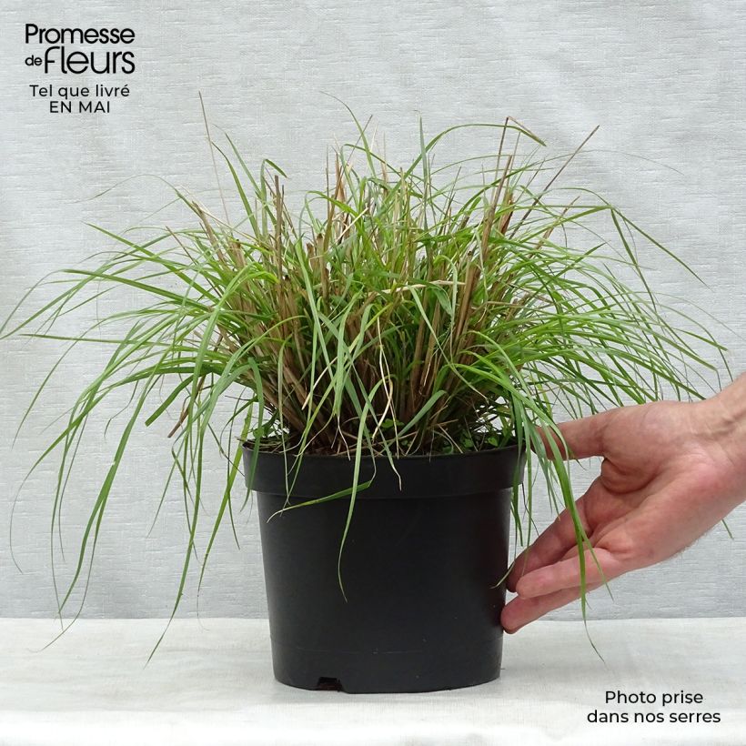 Pennisetum massaicum Red Bunny Tail - African feather Grass 2L/3L pot sample as delivered in spring