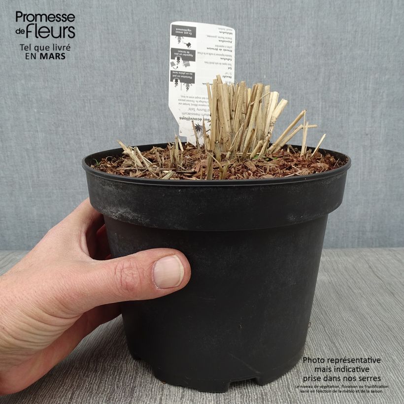 Pennisetum massaicum Red Bunny Tail - African feather Grass 2L/3L pot sample as delivered in winter