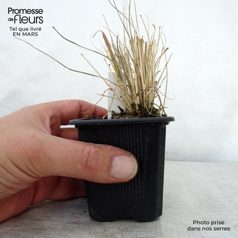 Pennisetum massaicum Red Button - African feather Grass 8/9 cm pot sample as delivered in spring