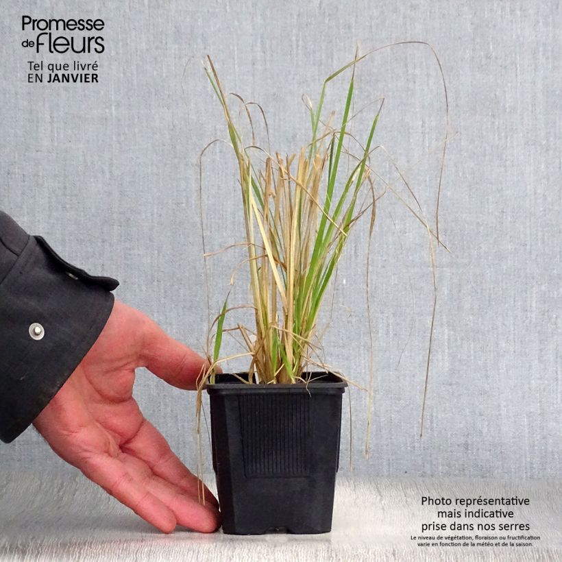 Pennisetum massaicum Red Button - African feather Grass 8/9 cm pot sample as delivered in winter