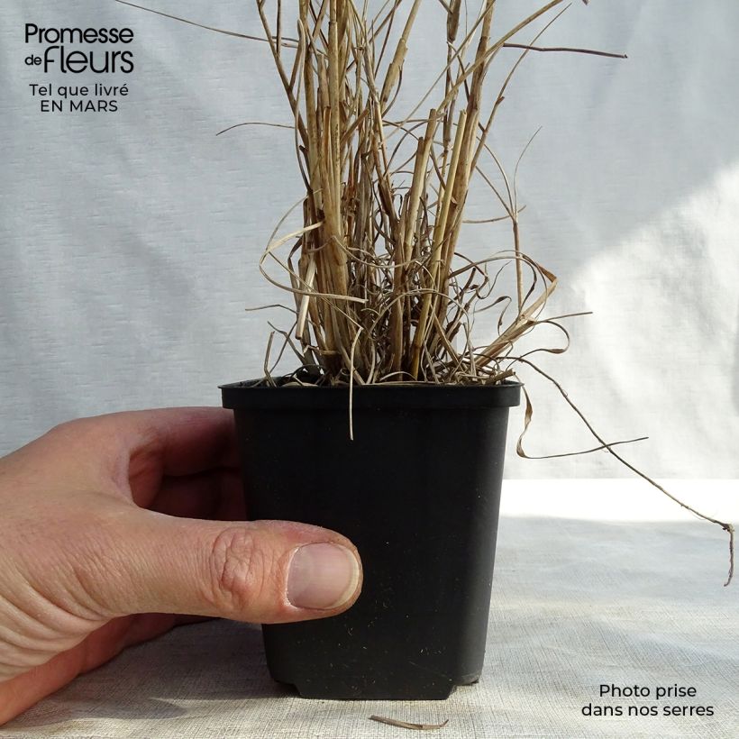 Pennisetum orientale Fairy Tails - Oriental Fountain Grass 8/9 cm pot sample as delivered in winter