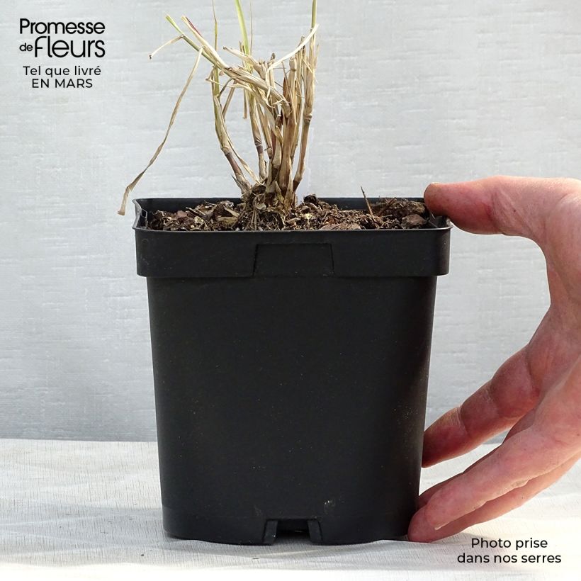 Pennisetum orientale Karley Rose - Oriental Fountain Grass 2L/3L pot sample as delivered in spring
