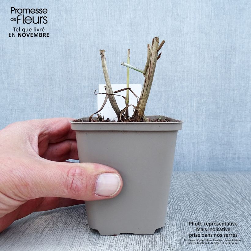 Pennisetum orientale Tall Tails - Oriental Fountain Grass 8/9 cm pot sample as delivered in autumn