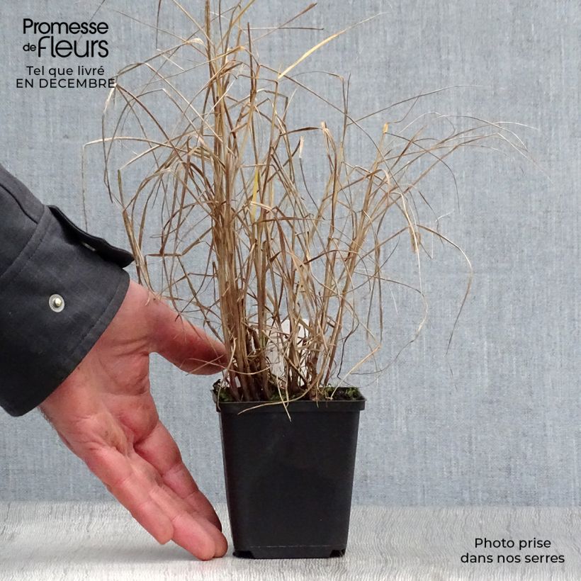 Pennisetum orientale Tall Tails - Oriental Fountain Grass 8/9 cm pot sample as delivered in winter