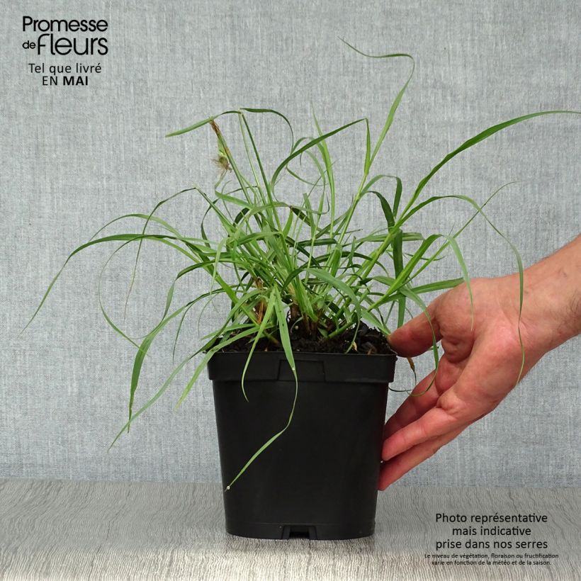 Pennisetum orientale Tall Tails - Oriental Fountain Grass 2L/3L pot sample as delivered in spring