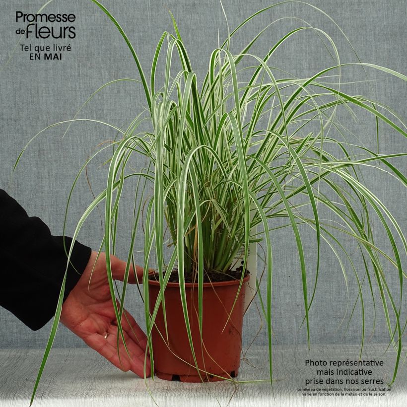 Pennisetum setaceum Skyrocket 1L/1.5L pot sample as delivered in spring