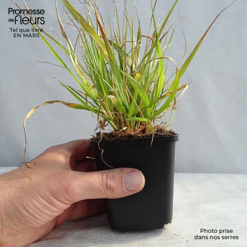 Pennisetum thunbergii 8/9 cm pot sample as delivered in spring
