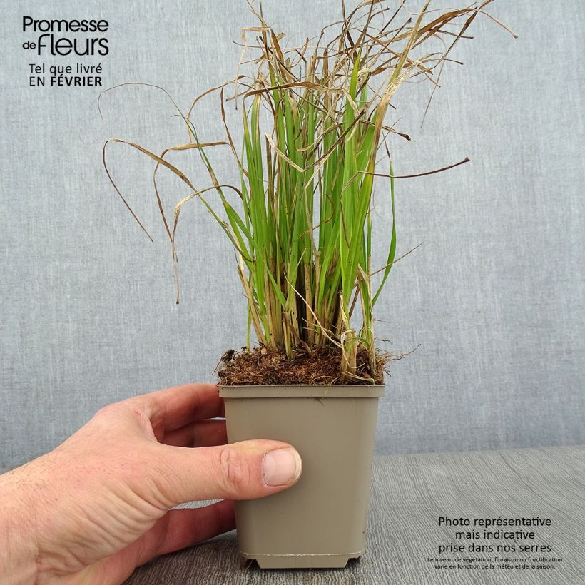 Pennisetum thunbergii 8/9 cm pot sample as delivered in winter