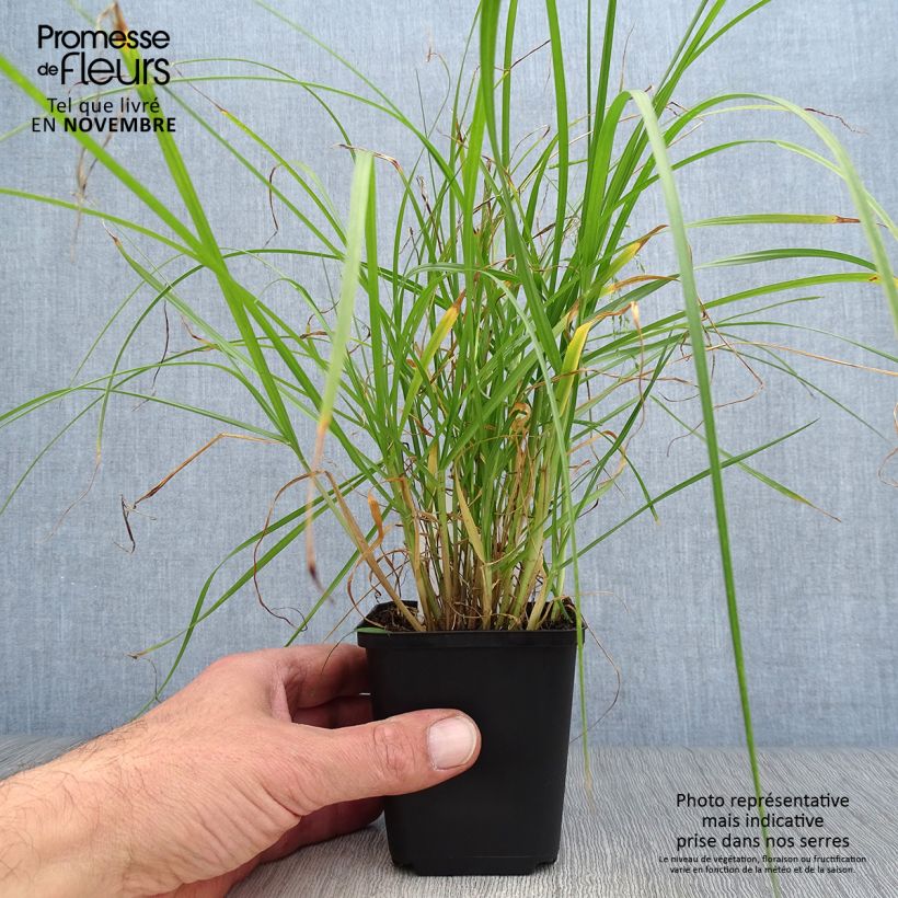 Pennisetum villosum 8/9 cm pot sample as delivered in autumn
