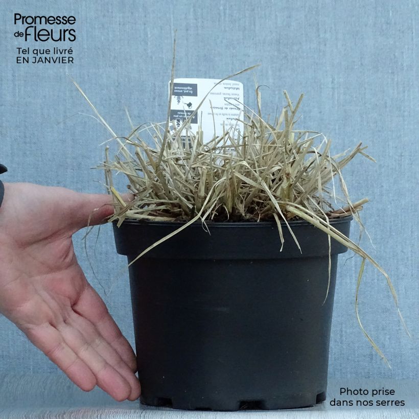 Pennisetum villosum 2L/3L pot sample as delivered in winter