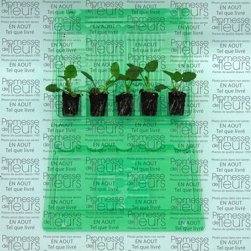 Example of Viola hybrida Inspire F1 Orange Blotch - Pansy Plug plant 3/4cm specimen as delivered
