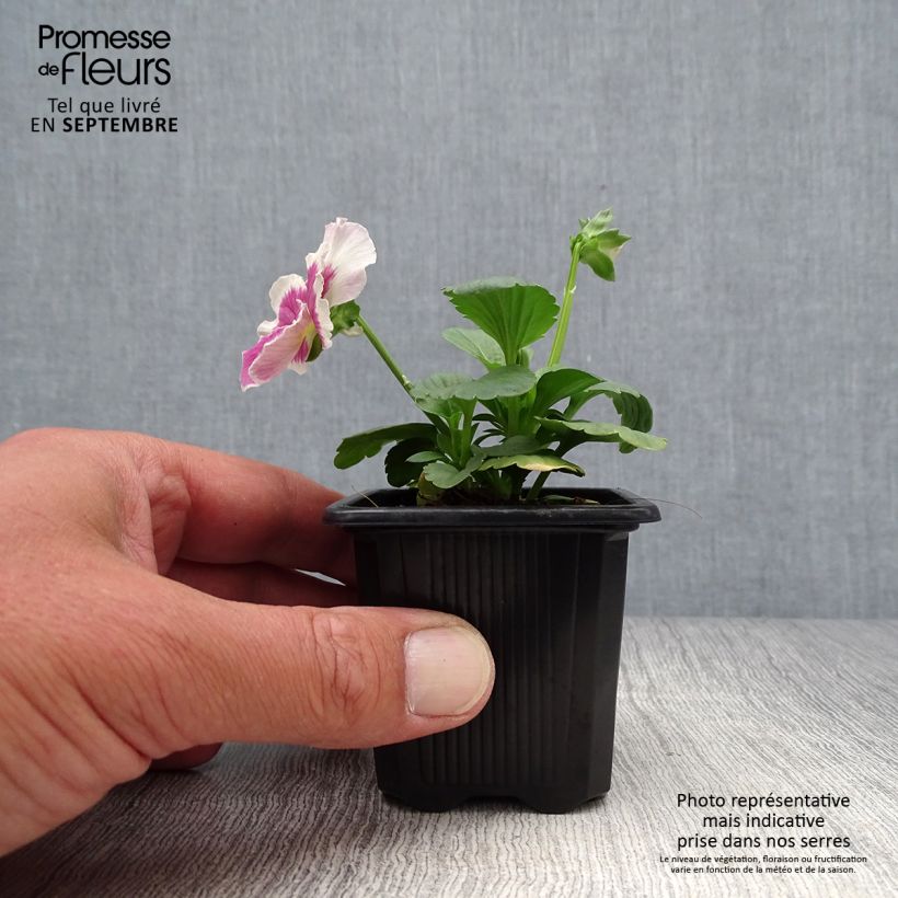 Viola wittrockiana F1 Carrera White Rose Blotch- Swiss Garden Pansy 7/8 cm pot sample as delivered in autumn
