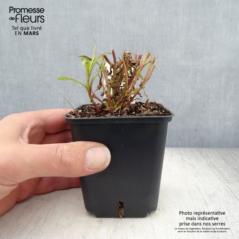 Penstemon Apple Blossom - Beardtongue 8/9 cm pot sample as delivered in spring