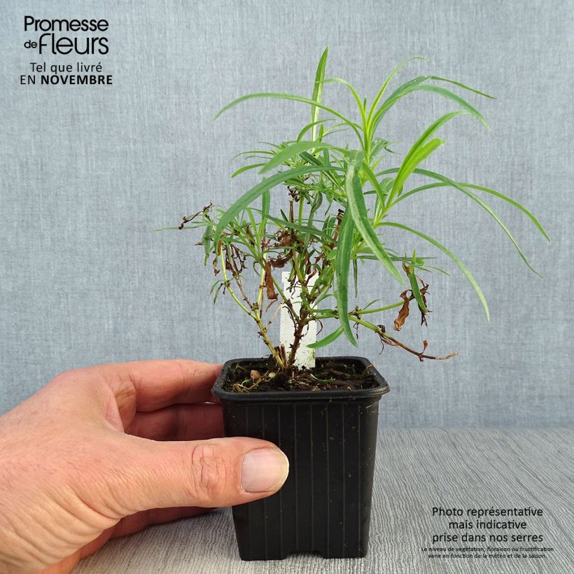 Penstemon hybrida Evelyn - Beardtongue 8/9 cm pot sample as delivered in autumn