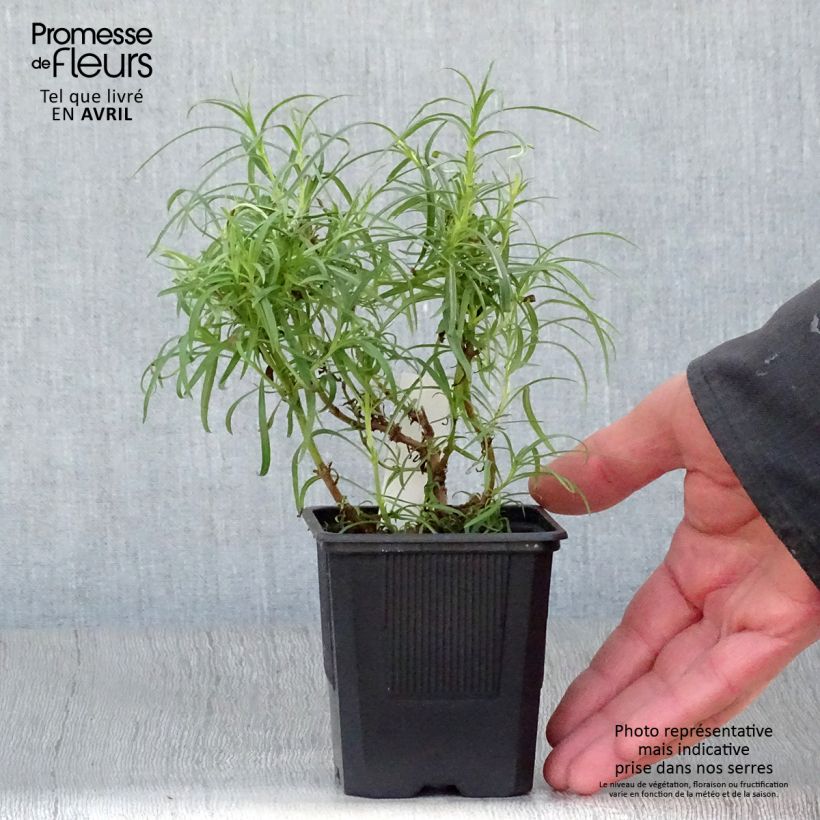 Penstemon hybrida Evelyn - Beardtongue 8/9 cm pot sample as delivered in spring