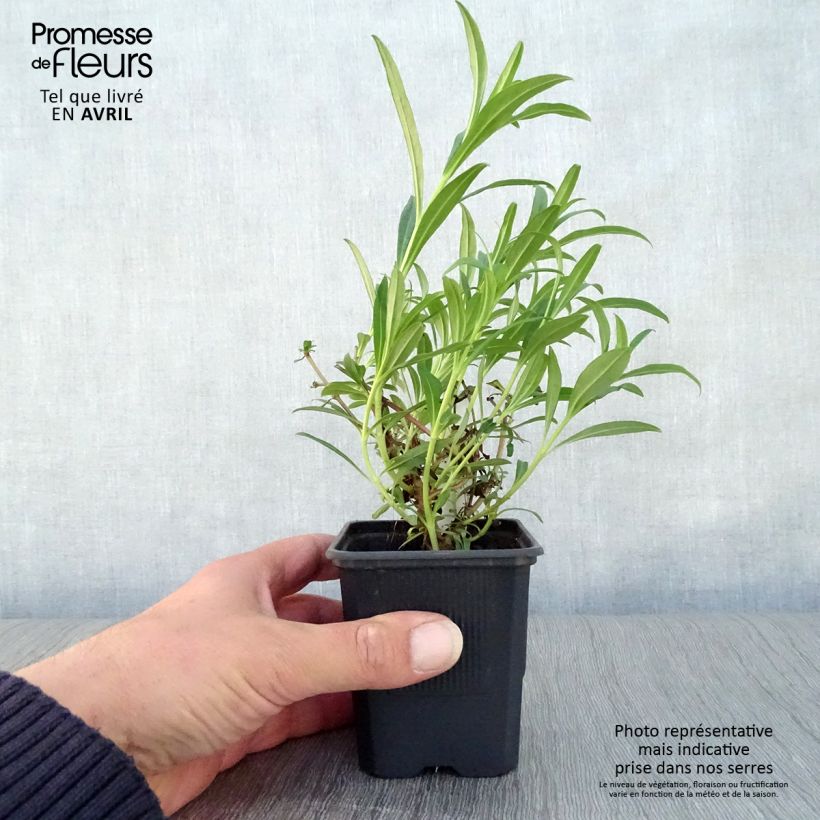 Penstemon hybrida Hewell Pink Bedder - Beardtongue 8/9 cm pot sample as delivered in spring