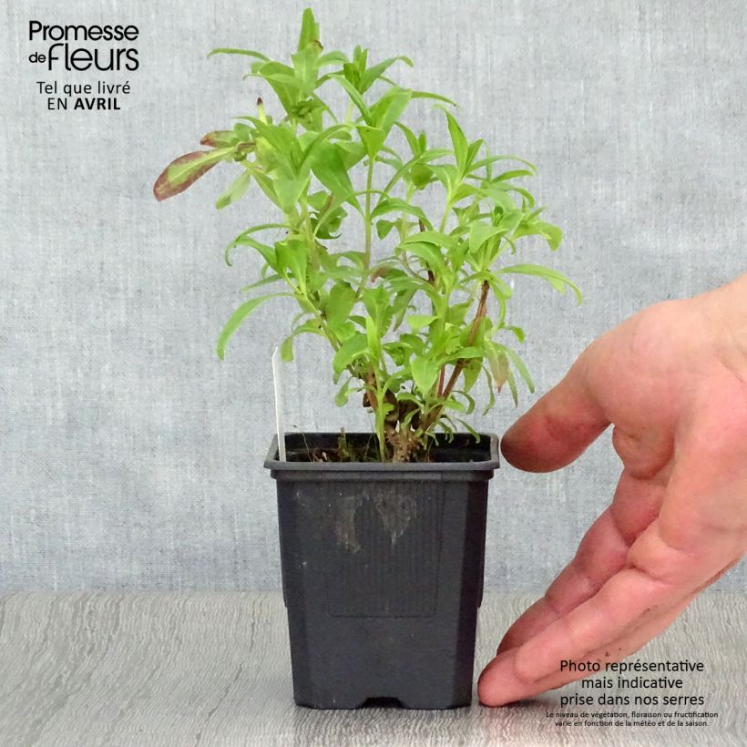 Penstemon hybrida Le Phare - Beardtongue 8/9 cm pot sample as delivered in spring