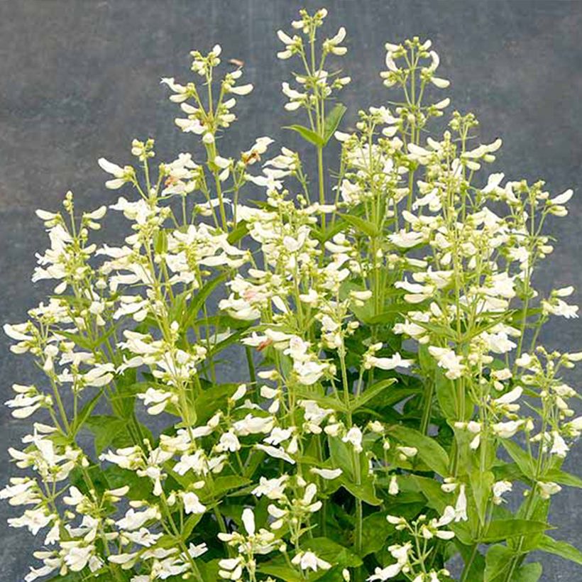 Penstemon Nova Pearl - Beardtongue (Flowering)
