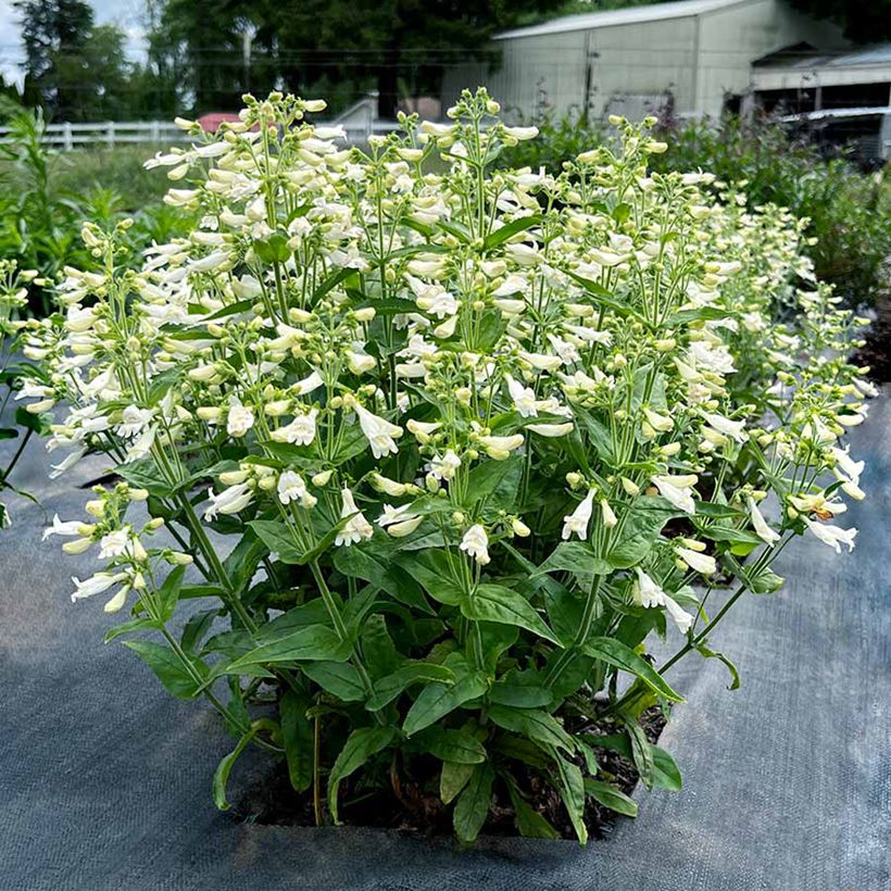 Penstemon Nova Pearl - Beardtongue (Plant habit)