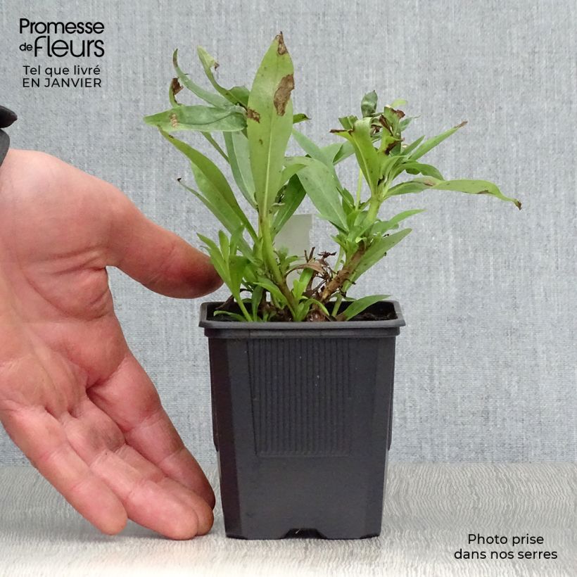 Penstemon hybrida Pensham Laura - Beardtongue 8/9 cm pot sample as delivered in winter