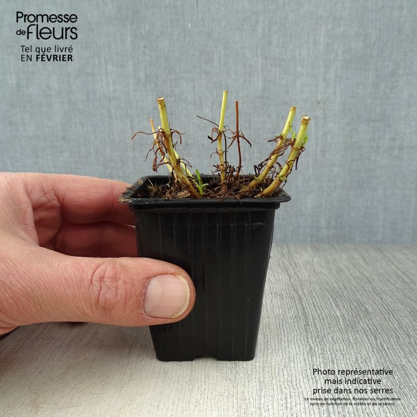 Penstemon hybrida Polaris Rose - Beardtongue 7/8 cm pot sample as delivered in winter