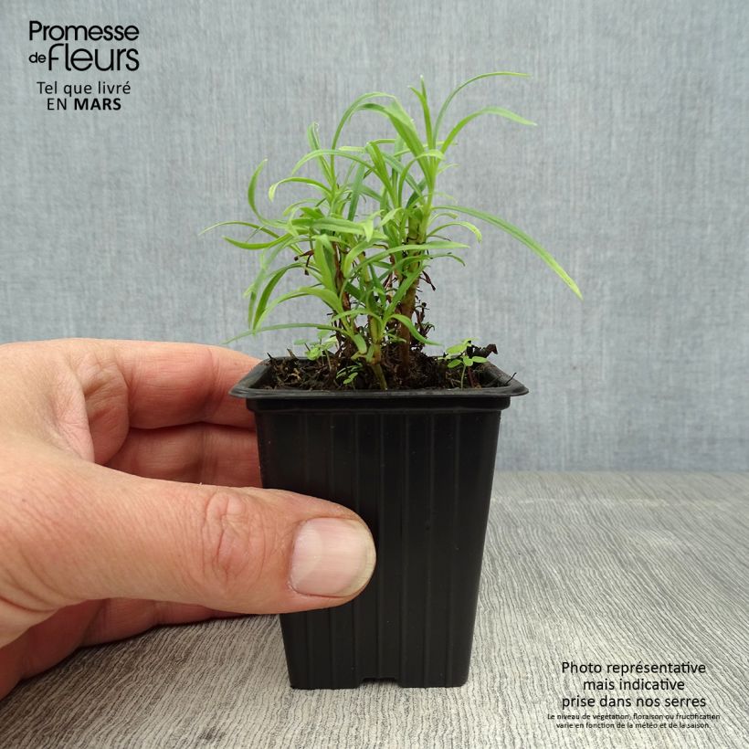Penstemon hybrida Polaris Rose - Beardtongue 7/8 cm pot sample as delivered in spring