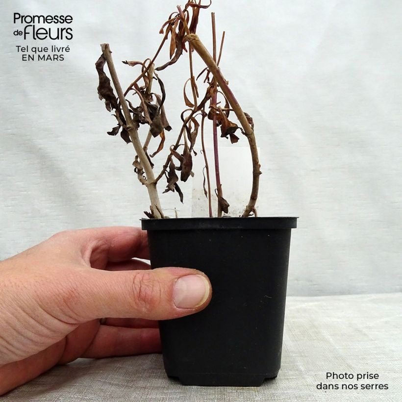 Penstemon hybrida Purple Passion - Beardtongue 8/9 cm pot sample as delivered in winter