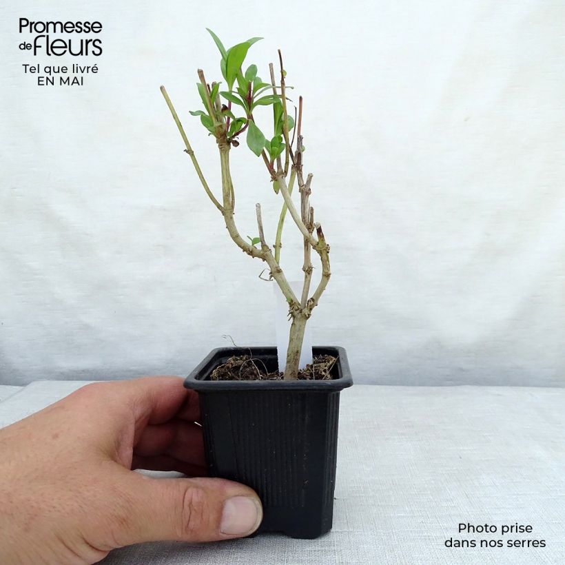 Penstemon hybrida Raven - Beardtongue 8/9 cm pot sample as delivered in spring