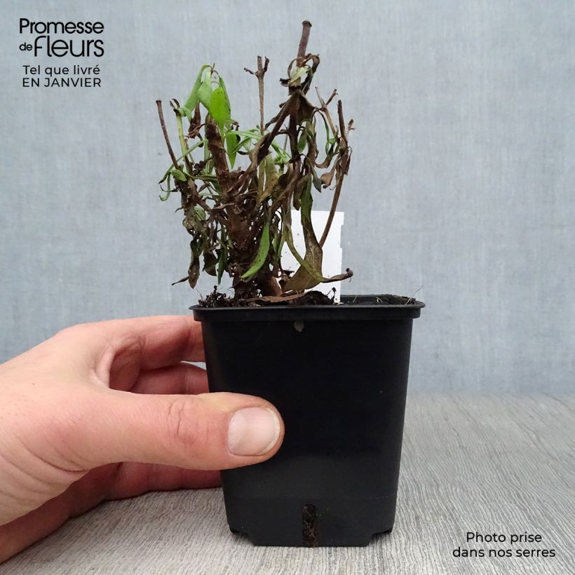 Penstemon hybrida Rich Rubyv 7/8 cm pot sample as delivered in winter