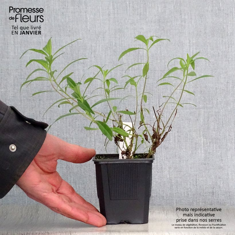 Penstemon heterophyllus Souvenir dAdrien Régnier - Beardtongue 8/9 cm pot sample as delivered in winter