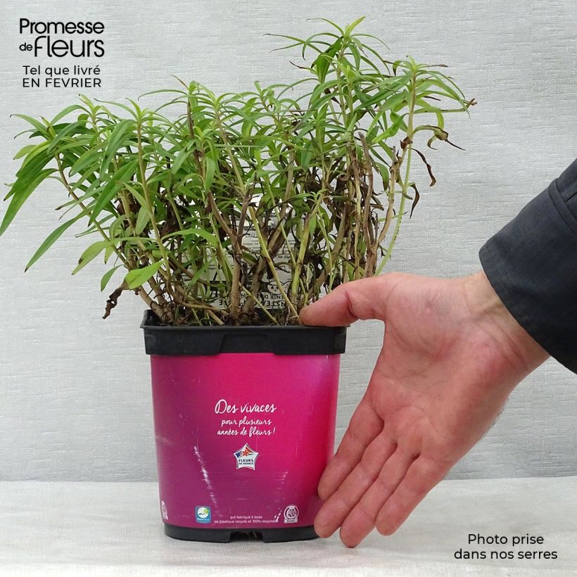Penstemon heterophyllus Souvenir dAdrien Régnier - Beardtongue 2L/3L pot sample as delivered in winter