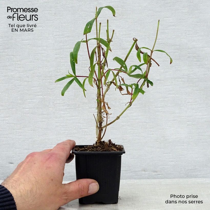 Penstemon heterophyllus Souvenir dAdrien Régnier - Beardtongue 8/9 cm pot sample as delivered in spring