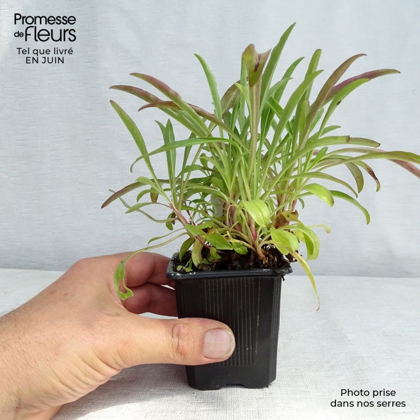 Penstemon barbatus Coccineus - Beardtongue 8/9 cm pot sample as delivered in summer