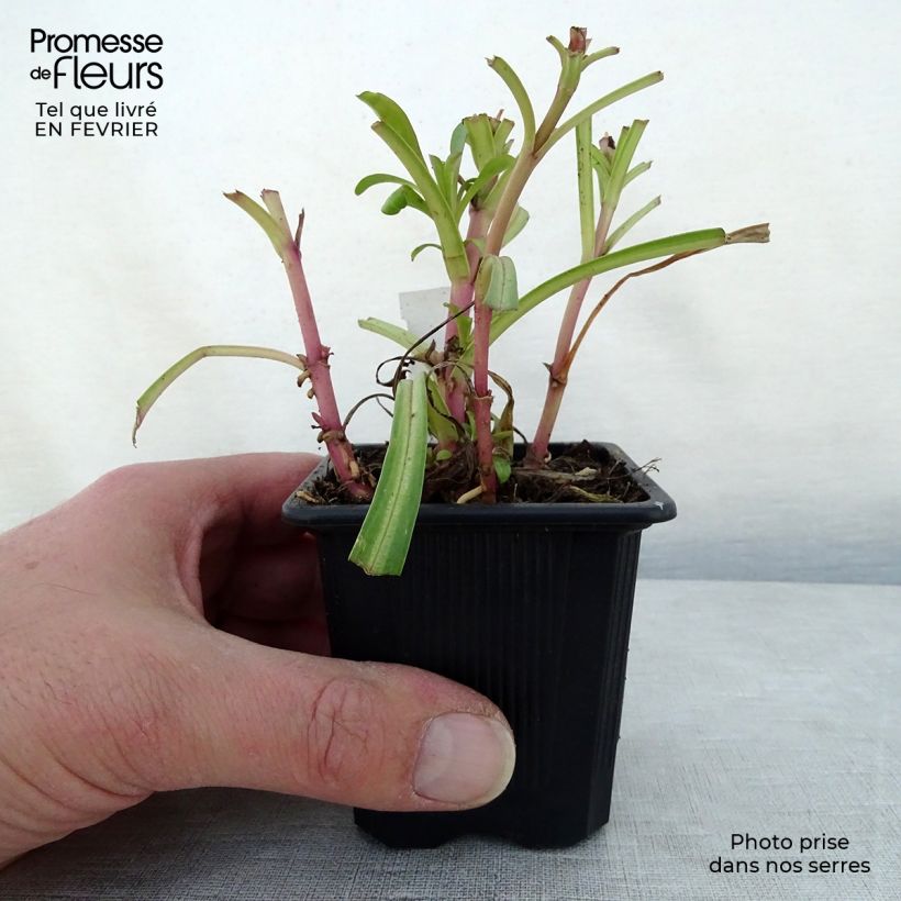 Penstemon barbatus Coccineus - Beardtongue 8/9 cm pot sample as delivered in winter