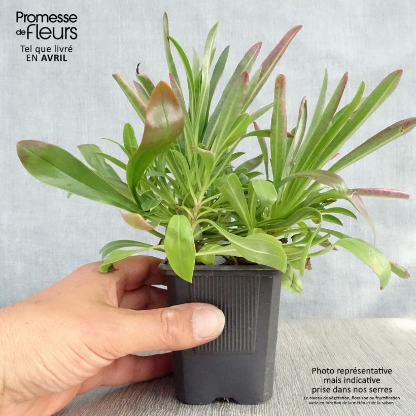 Penstemon barbatus Coccineus - Beardtongue 8/9 cm pot sample as delivered in spring