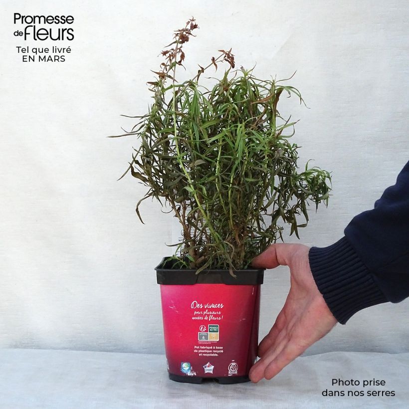 Penstemon barbatus Coccineus - Beardtongue 2L/3L pot sample as delivered in spring
