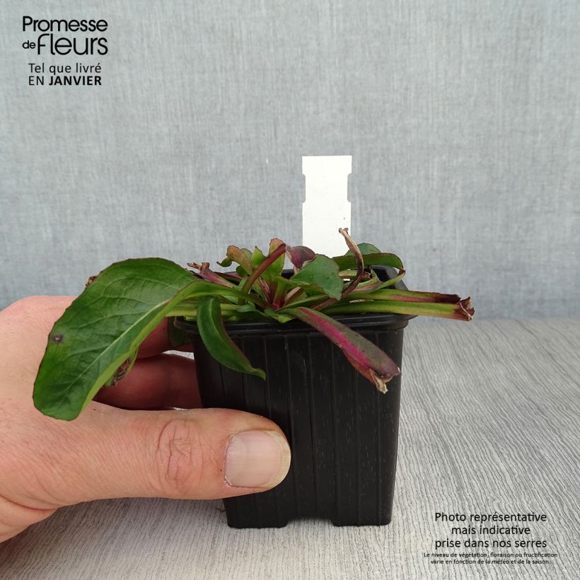 Penstemon digitalis Dakota Verde - Foxglove beardtongue 8/9 cm pot sample as delivered in winter