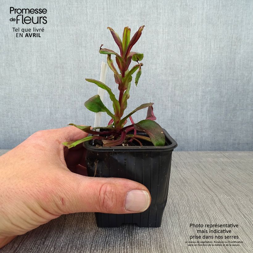 Penstemon digitalis Dakota Verde - Foxglove beardtongue 8/9 cm pot sample as delivered in spring