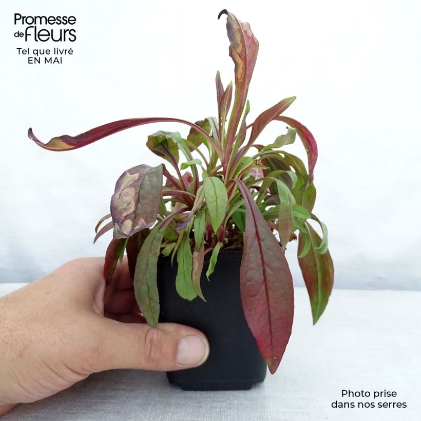 Penstemon digitalis Pocahontas - Foxglove beardtongue 8/9 cm pot sample as delivered in spring