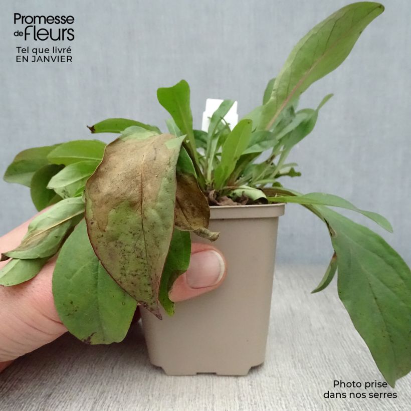 Penstemon digitalis Pocahontas - Foxglove beardtongue 8/9 cm pot sample as delivered in winter