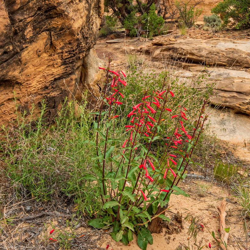 Penstemon eatonii  (Plant habit)