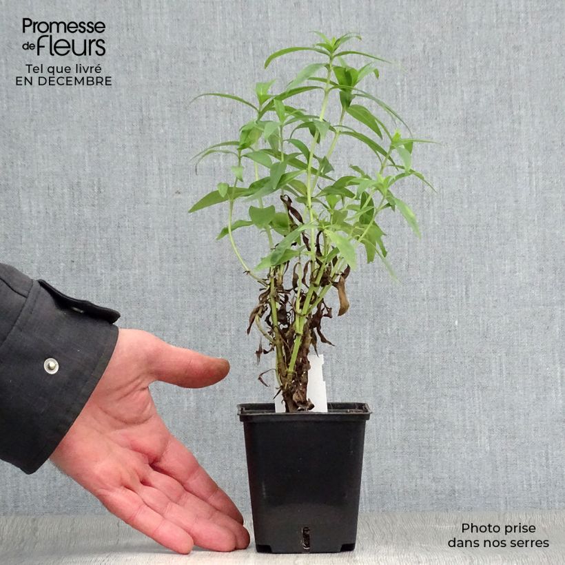 Penstemon Alice Hindley - Beardtongue 8/9 cm pot sample as delivered in winter